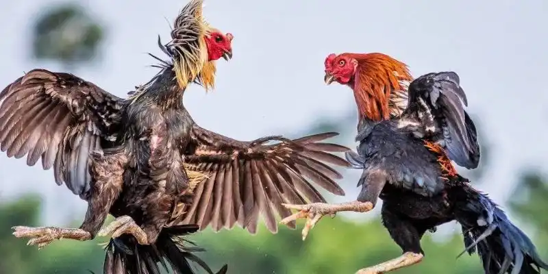 Tìm hiểu chi tiết về đá gà cựa sắt hấp dẫn